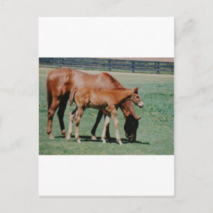 CARTE POSTALE CHEVAUX AMICAUX
