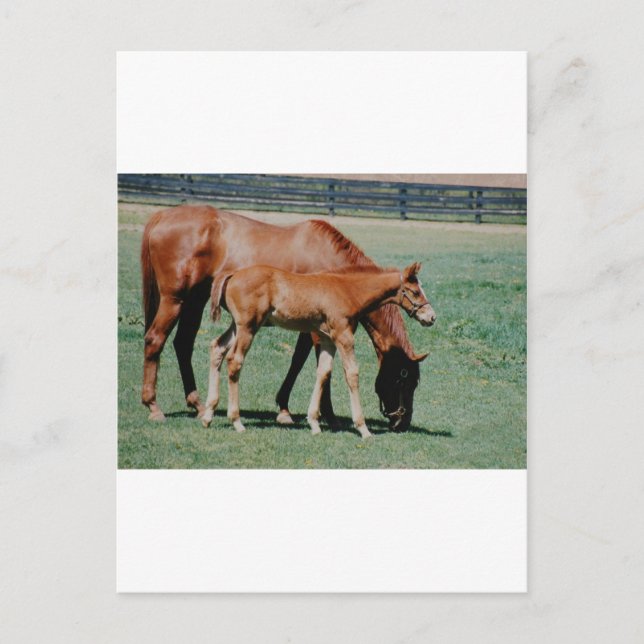 CARTE POSTALE CHEVAUX AMICAUX (Devant)