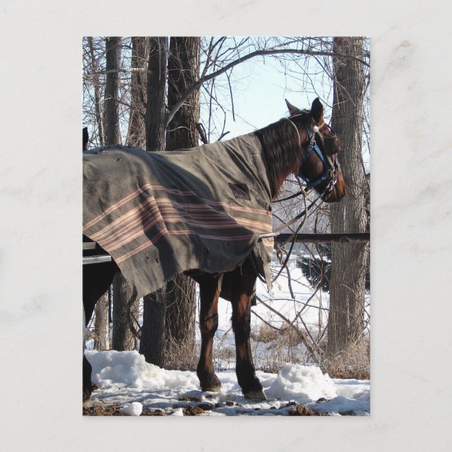 Carte Postale Chevaux Amish En Attente Dans La Couverture Hiver (Devant)