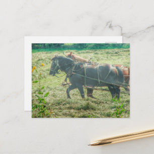 Carte Postale Chevaux amish fauchant du foin
