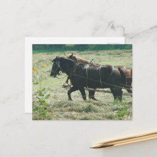 Carte Postale Chevaux amish noirs et alezans fauves fauchant du