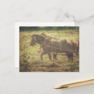 Carte Postale Chevaux Amish noirs et alezans fauves fauchant du