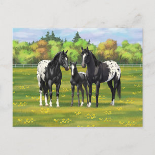 Carte Postale Chevaux Appaloosa Noir Dans Les Pâturages D'Été