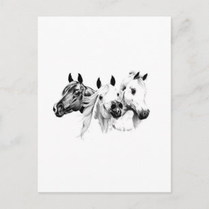 Carte Postale Chevaux arabes