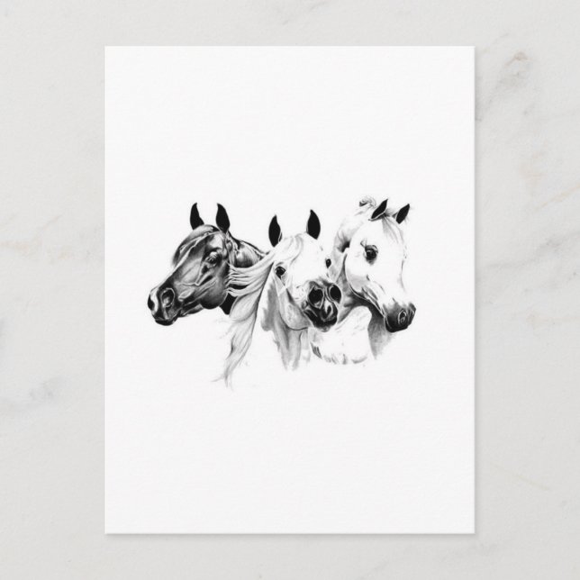 Carte Postale Chevaux arabes (Devant)