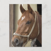 Carte postale Chevaux arabes