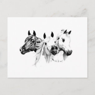 Carte Postale Chevaux arabes