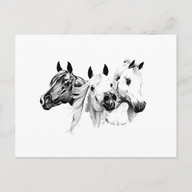Carte Postale Chevaux arabes (Devant)
