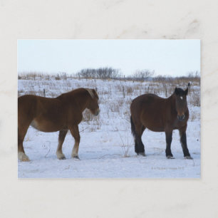 Carte Postale Chevaux au Cap Kirit⇢, Préfecture d'Hokkaido,