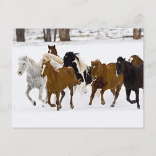 Carte Postale Chevaux au galop au Hideout Ranch