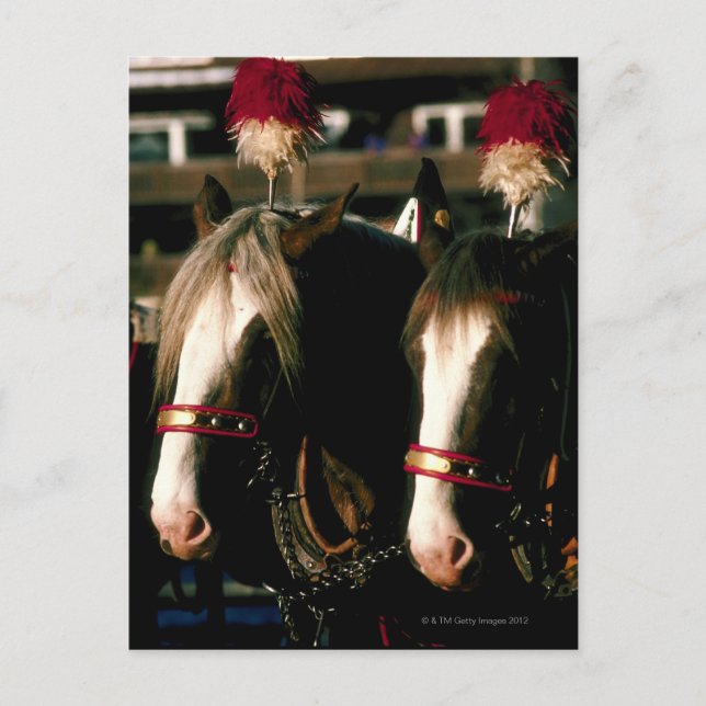 Carte Postale Chevaux avec coiffure (Devant)