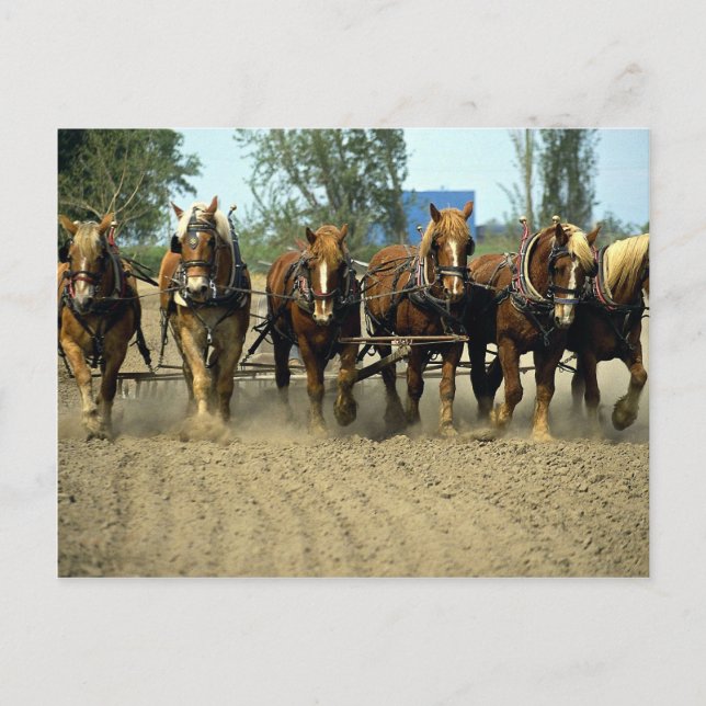 Carte Postale Chevaux belges labourant, six-up, Red Top Farm, Ca (Devant)