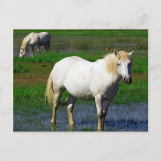 CARTE POSTALE CHEVAUX BLANCS