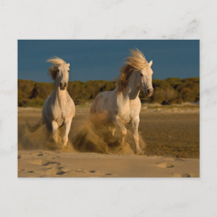 Carte Postale Chevaux Blancs Courant Sur La Plage Camargue, Fr