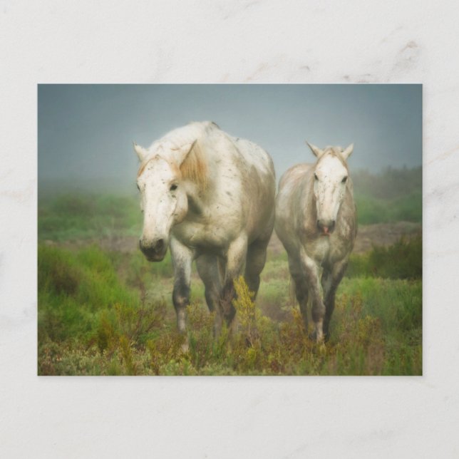 Carte Postale Chevaux blancs de Camargue à Field (Devant)