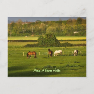Carte Postale Chevaux broutant à Bower Hinton, Somerset