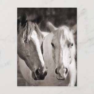 Carte Postale Chevaux Brown blancs Sepia Horse