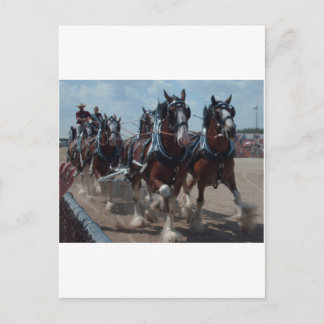 Carte Postale Chevaux Clydesdale