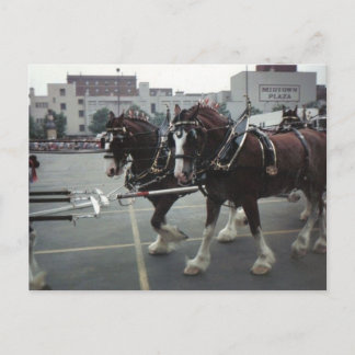 Carte Postale Chevaux Clydesdale à Midtown Plaza à Elmira, NY