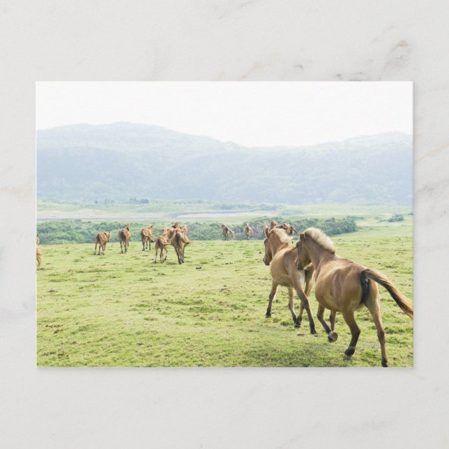 Carte Postale Chevaux courant (Devant)