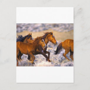 Carte Postale Chevaux courant