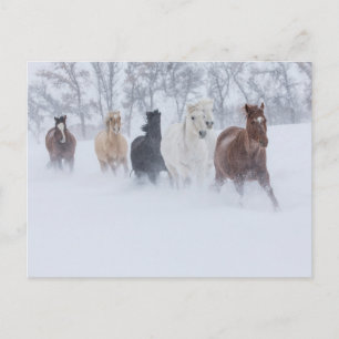 Carte Postale Chevaux courant à travers la neige