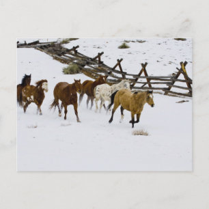 Carte Postale Chevaux courant dans la neige
