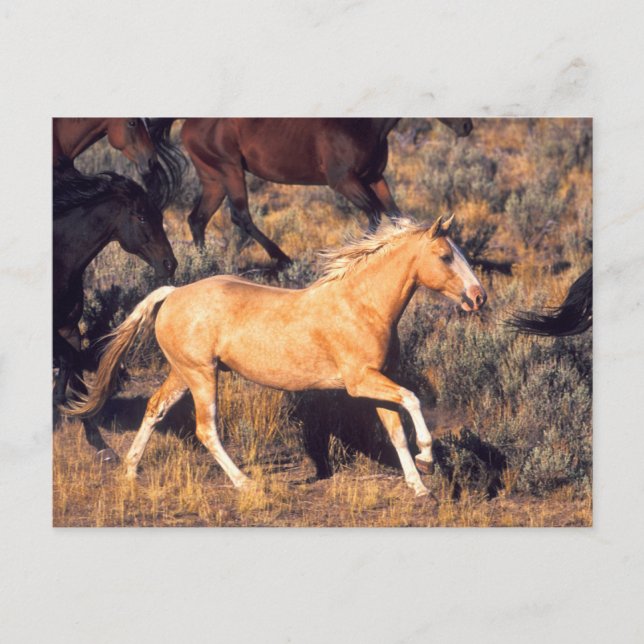 Carte Postale Chevaux courant dans un ranch Ponderosa (Devant)