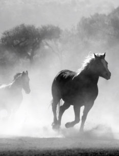 Cartes Postales Cheval Blanc Noir Originales Zazzle Fr