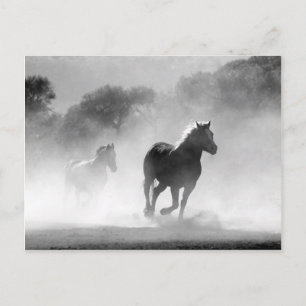 Carte Postale Chevaux courant noir et blanc magnifique paysage