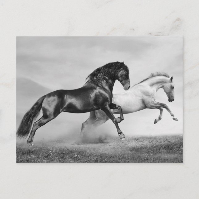 Carte Postale Chevaux courir (Devant)