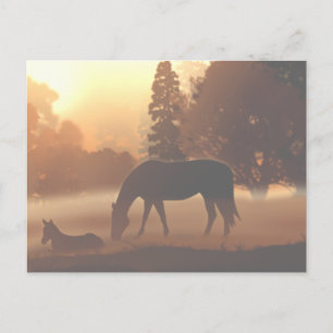 Carte Postale Chevaux dans le brouillard matinal2