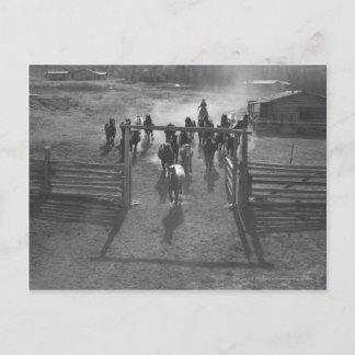 Carte Postale Chevaux dans le corral