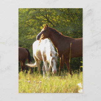 Carte Postale Chevaux dans le pré
