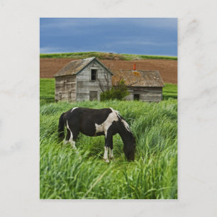 Carte Postale Chevaux dans un champ dans la Palouse 2
