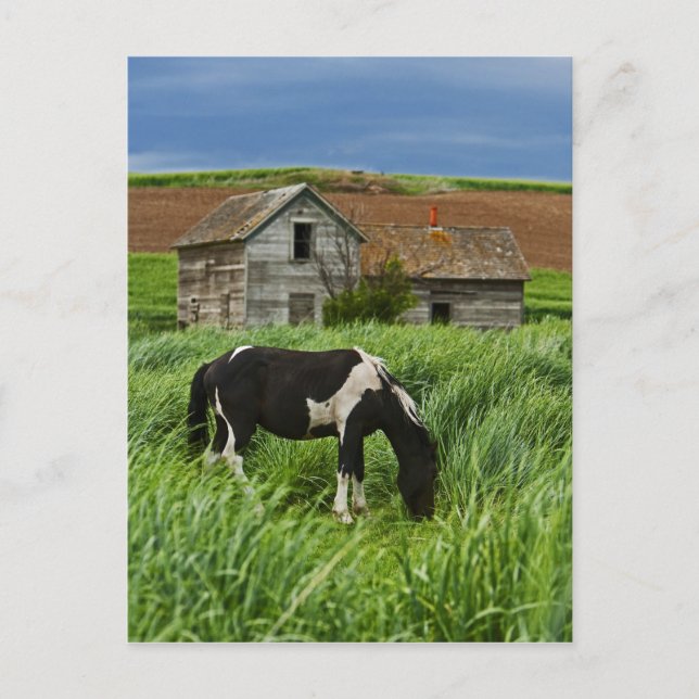 Carte Postale Chevaux dans un champ dans la Palouse 2 (Devant)