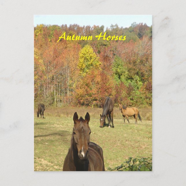 Carte postale Chevaux d'automne (Devant)