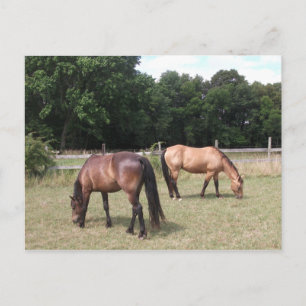 Carte Postale Chevaux de Baie et de Dun