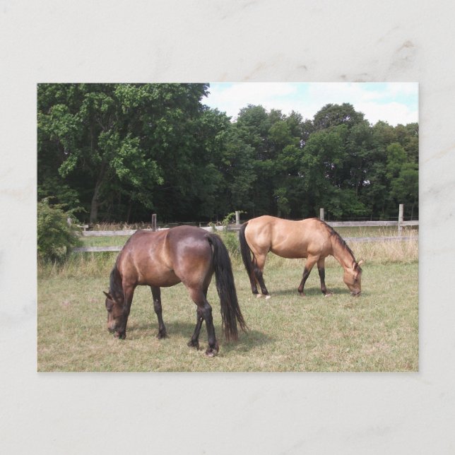 Carte Postale Chevaux de Baie et de Dun (Devant)