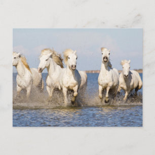 Carte Postale Chevaux de Camargue