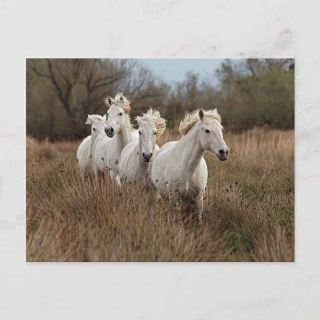 Carte Postale Chevaux de Camargue courant (Devant)