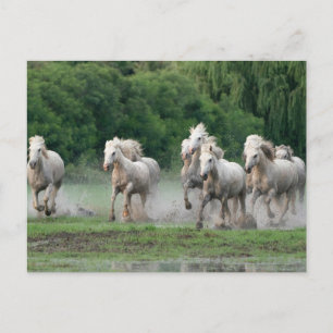 Carte Postale Chevaux de Camargue courant dans l'eau