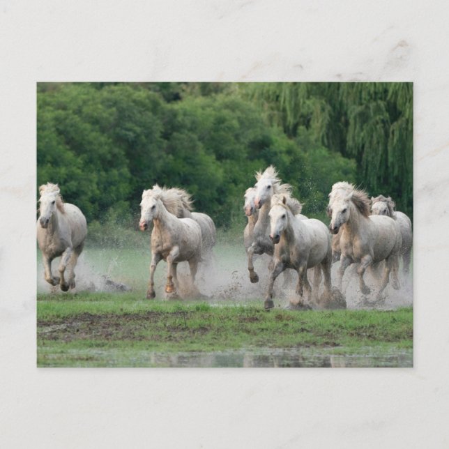 Carte Postale Chevaux de Camargue courant dans l'eau (Devant)