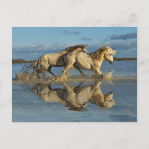 Carte Postale Chevaux de Camargue et reflet, sud de la France