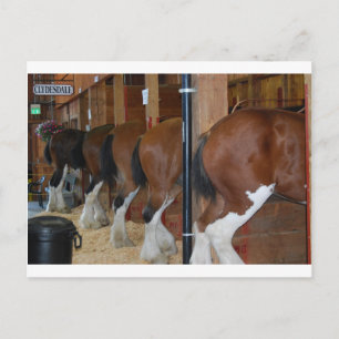 Carte Postale Chevaux de Clydesdale