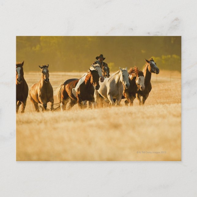 Carte Postale Chevaux de cow-boy 2 (Devant)
