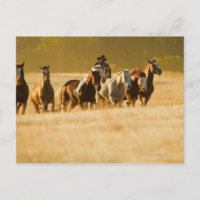 Chevaux de cow-boy 2