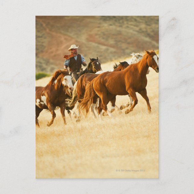 Carte Postale Chevaux de cow-boy 3 (Devant)