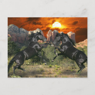 Carte Postale Chevaux de fantasy : Black Magic