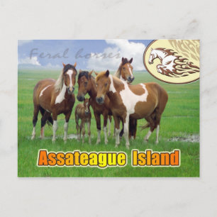 Carte Postale Chevaux de Feral, Assateague Island Nat. Bord de m